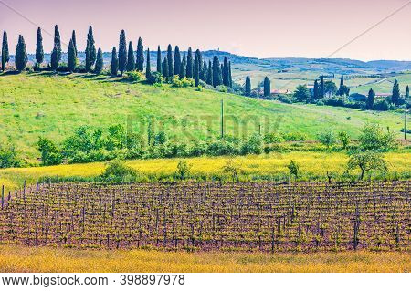 Beautiful Landscape, Spring Nature. View From Above Of Sunny Fields And Vineyard  On Rolling Hills I