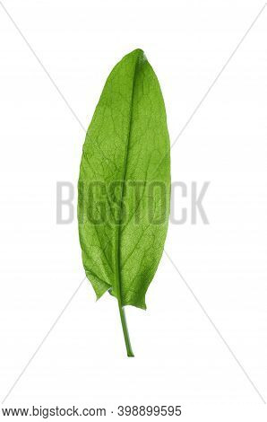 Fresh Green Single Sorrel Leaf Isolated On White