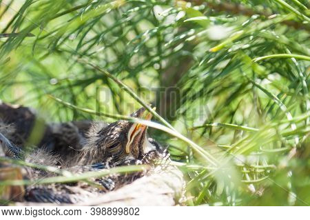 Young Chicks In A Nest On A Green Conifer In The Sun With Open Yellow Beaks Ask For Food And Wait Fo