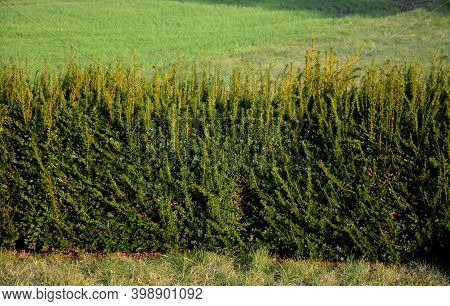 Taxus Baccata Is An Evergreen Conifer Suitable For Both Low And High Hedges. It Also Tolerates More 