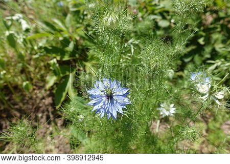 Blue Flower In The Leafage Of Nigella Damascena In June