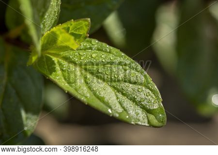 Macro Detail Of Dewy Fresh Mint Leaves; Domestic Grown Aromatic Metha Piperita Leaf With Dew Droplet