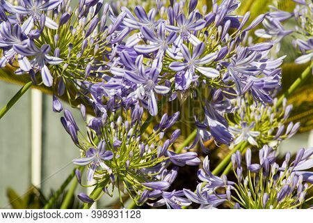 Blue Flowering Agapanthus In A Garden In Goettingen , Germany