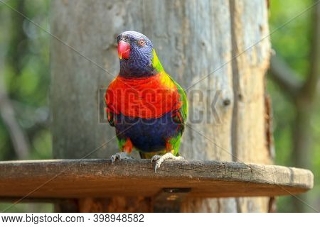 The Portait Of A Cute And Colorful Parrot Of The Loriini Species.