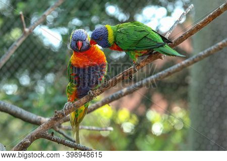 The Portait Of A Cute And Colorful Parrot Of The Loriini Species.