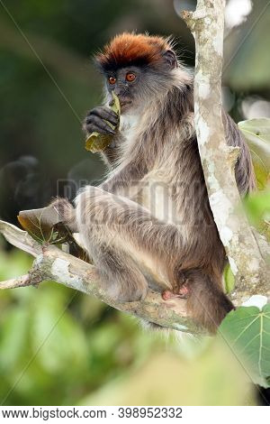 The Ugandan Red Colobus (procolobus Tephrosceles) Sitting On A Branch With A Leaf In His Hand.a Very