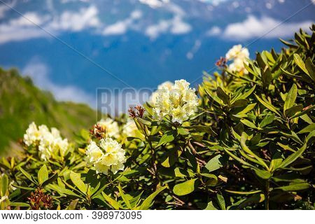 Rhododendron Caucasicum Beautiful Close Up View, Caucasus Mountains.