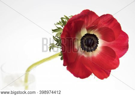 Red Flowers Of Anemone On A White Background. Copy Space