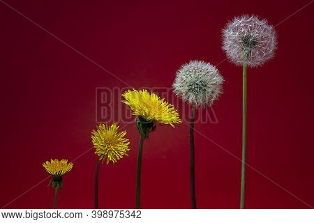 Horizontal Conceptual Photo Of An Isolated Five Dandelions Flowers Of Different Degrees Of Maturatio