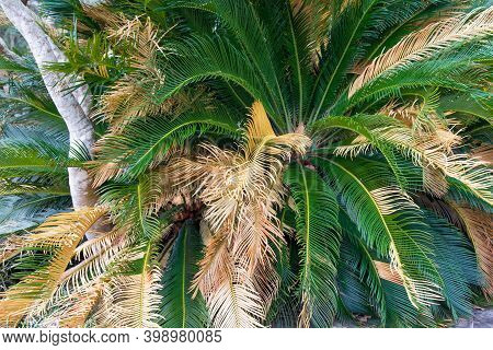 Sago Palm. Close Up Of Sago Palm Tree And Fronds.