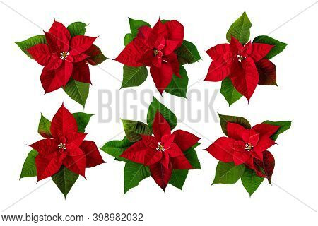 Poinsettia Christmas Eve Flowers Set Isolated On White. Flor De Pascua. Red Euphorbia Pulcherrima Pl