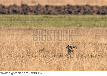 European Brown Hare (lepus Europeaus) Hiding In Field Spring Time