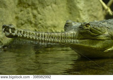 Gavial In Nature On A Rock By The Lake. \ndetail Of The Head And Eye And Skin Of A Wild Adult Gavial