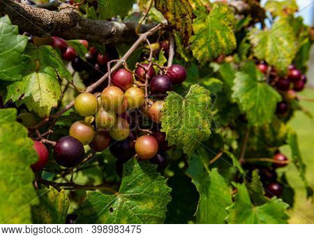 Muscadine Grapes Growing In Southern Florida In A Vineyard