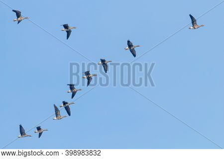 Flock Of Greater White Fronted Geese Flying In V Formation, Blue Sky