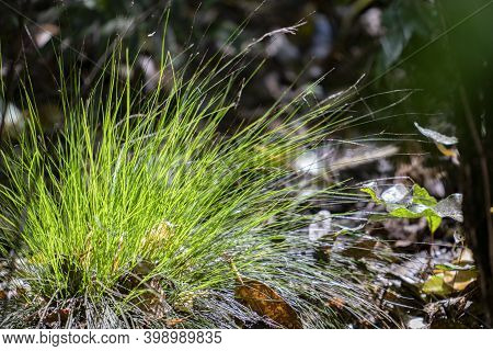 Fine Green Natural Grass Like Plant On Forest Floor On Ulva Island, New Zealand.