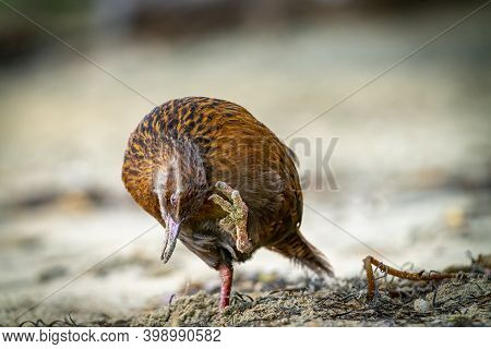 Weka Adult Standing On One Leg Scratching An Itch On Beach In Sydney Cove On Stewart Island