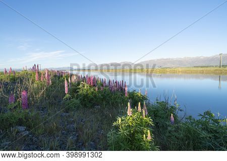 Lupins Along Ohau Canal At Twizel At Sunrise