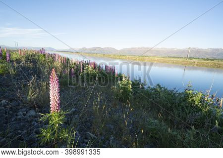 Lupins Along Ohau Canal At Twizel At Sunrise