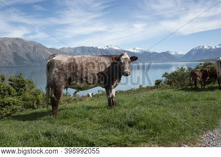 Brown Cow And Calves With Snow Capped Southern Alps Across Lake Ohau Background In South Island New 