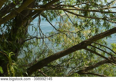 Turquoise Blue Lake Ruataniwha Water Through Branches And Leaves Of Willow Tree In South Island's Ma