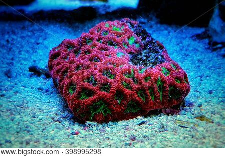 Favia Sp. Pinapple Small Colony Lps Coral