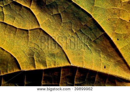 Geel blad