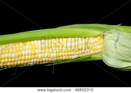 Ear Of Corn