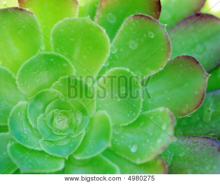 พื้นหลังสีเขียว Aeonium