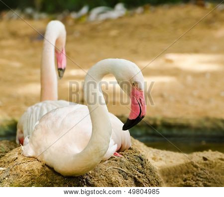 Greater Flamingo (phoenicopterus Ruber Roseus)
