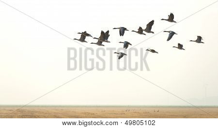 Flock of geese flying in summer