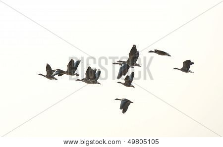 Flock of geese flying in summer
