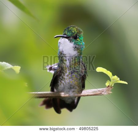 Close-up of a Hummingbird 02