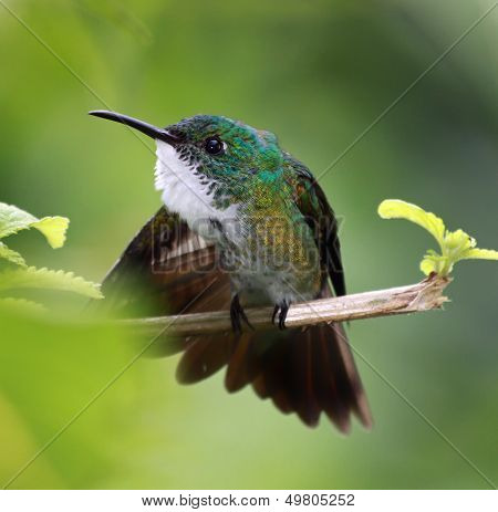 Close-up of a Hummingbird