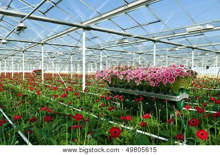 Flowers In Greenhouse