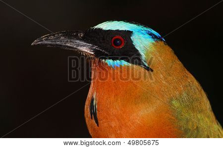 Portrait view of a Blue-crowned motmot at Tobago