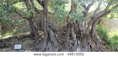 Olive tree