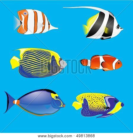 tropical fishes