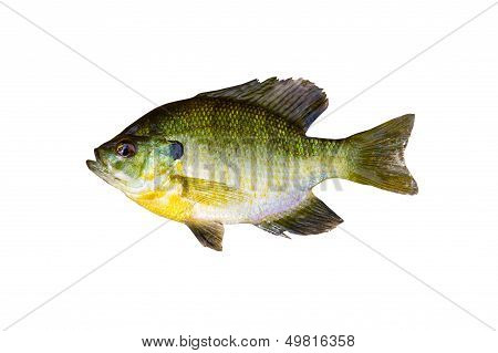 Pristine Sunfish On White