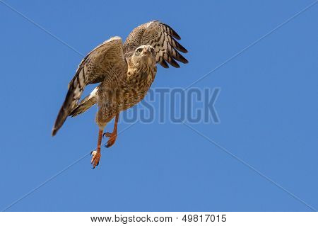 Gabar Goshhawk Take Off In The Bright Blue Kalahari Sky