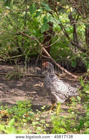 Poult Summer Day Walking In The Grass