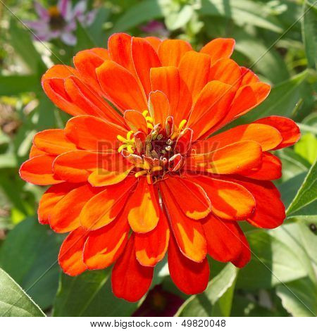 Bright orange zinnia