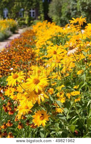 Garden With Beautiful Flowerbed Of Yellow Heliopsis