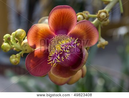 The Sala Flower Grows On A Tree.