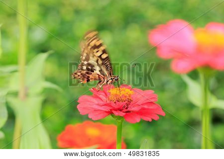 Butterfly Feeding