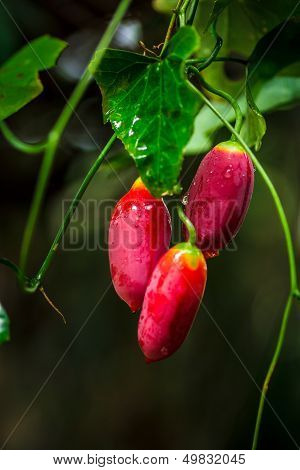 Gourd Vegetables