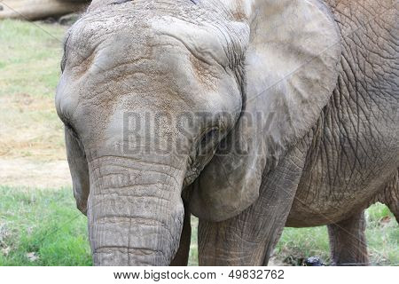 Elephant