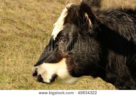 Angus Cross