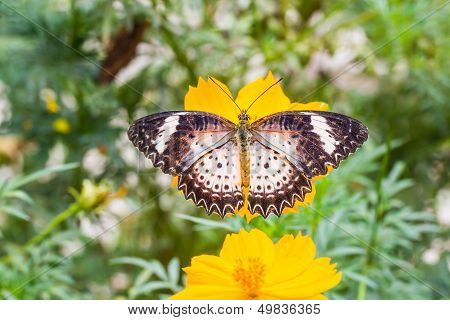 Leopard lacewing butterfly feeding on cosmos flower