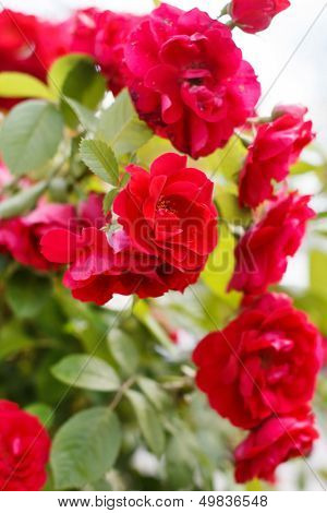 garden roses